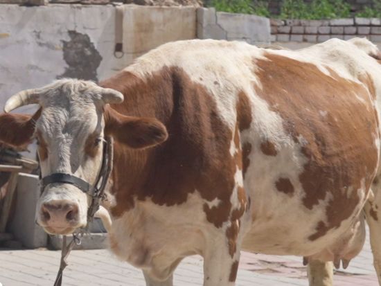Beneath the grass and sky: Zhangjiakou's animal kingdom