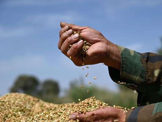 China's summer grain output exceeds 150 million tonnes