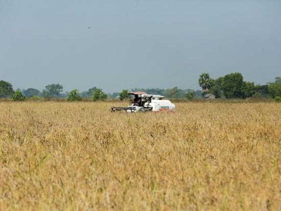 Myanmar aims to export 3 mln tons of rice, broken rice in FY 2026-27