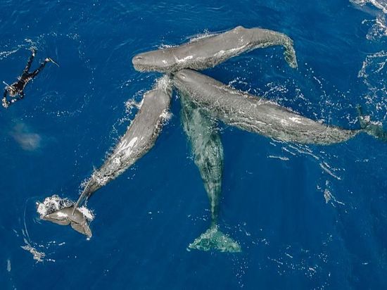 Study finds South China Sea sperm whales share vocal patterns with Pacific pods