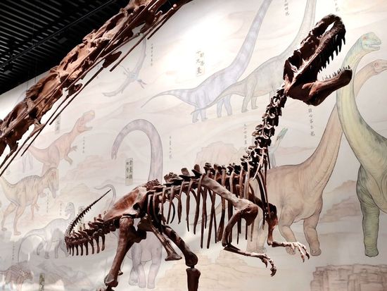 Xinjiang museum wins families with AR, fossils and kid guides