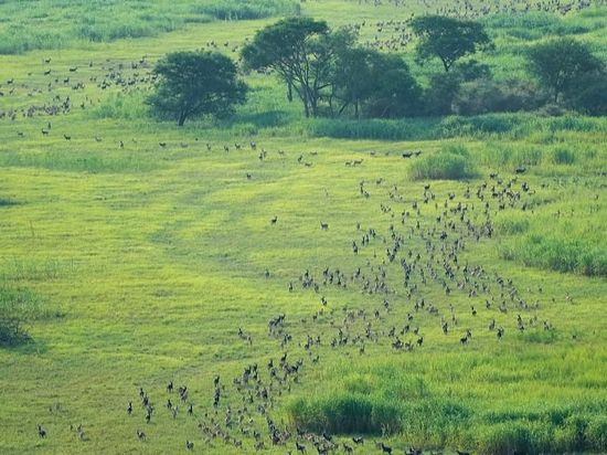 South Sudan wildlife migration route placed on UNESCO danger list