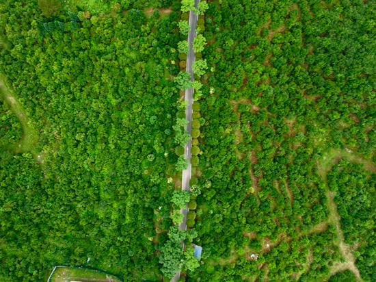 County in C China's Henan turns camellia trees into source of wealth
