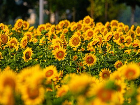 Is snacking on sunflower seeds a threat to US ‘national security’?