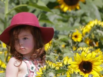 Richmond Sunflower Festival celebrated in British Columbia, Canada