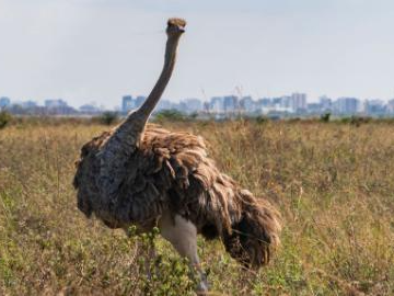 View of Nairobi National Park in Kenya