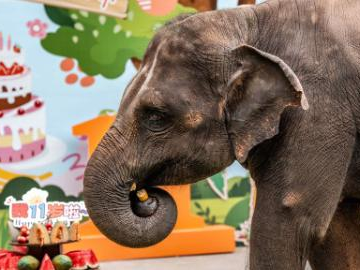 Rescued Asian elephant celebrates birthday on World Elephant Day in SW China's Yunnan