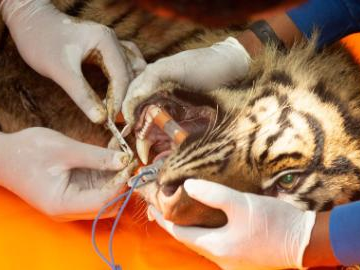 Sumatran tiger rescued in Agam Regency, Indonesia