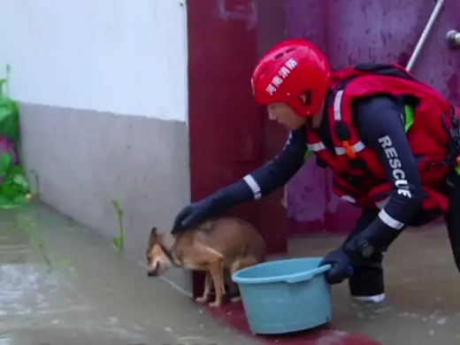 Rescuers save stranded dog during flood evacuation