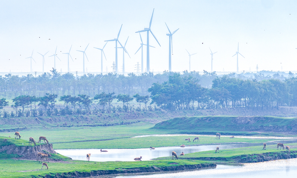 Herds of elk graze in the foreground of a lush wetland in Yancheng, East China's Jiangsu Province, while rows of wind turbines turn gracefully against the distant sky on July 16, 2026. Photo: VCG