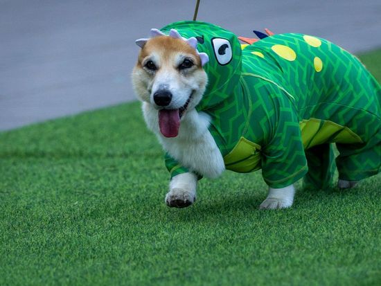 Corgis run, bark and sniff their way to glory at a growing international race
