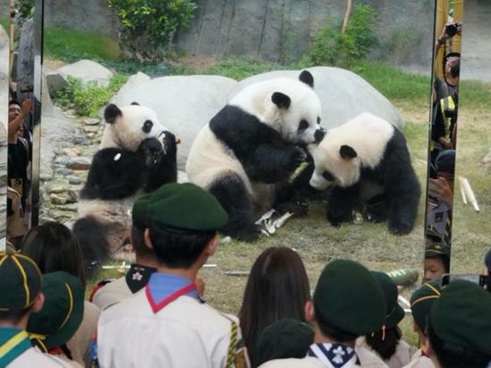 Hong Kong-born giant panda twins turn 2