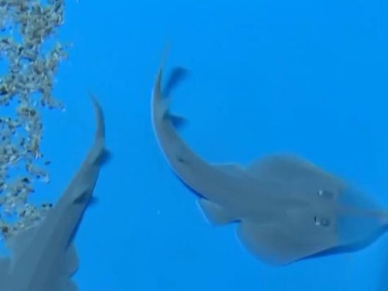 Twelve critically endangered giant shovelnose ray pups born in Sanya