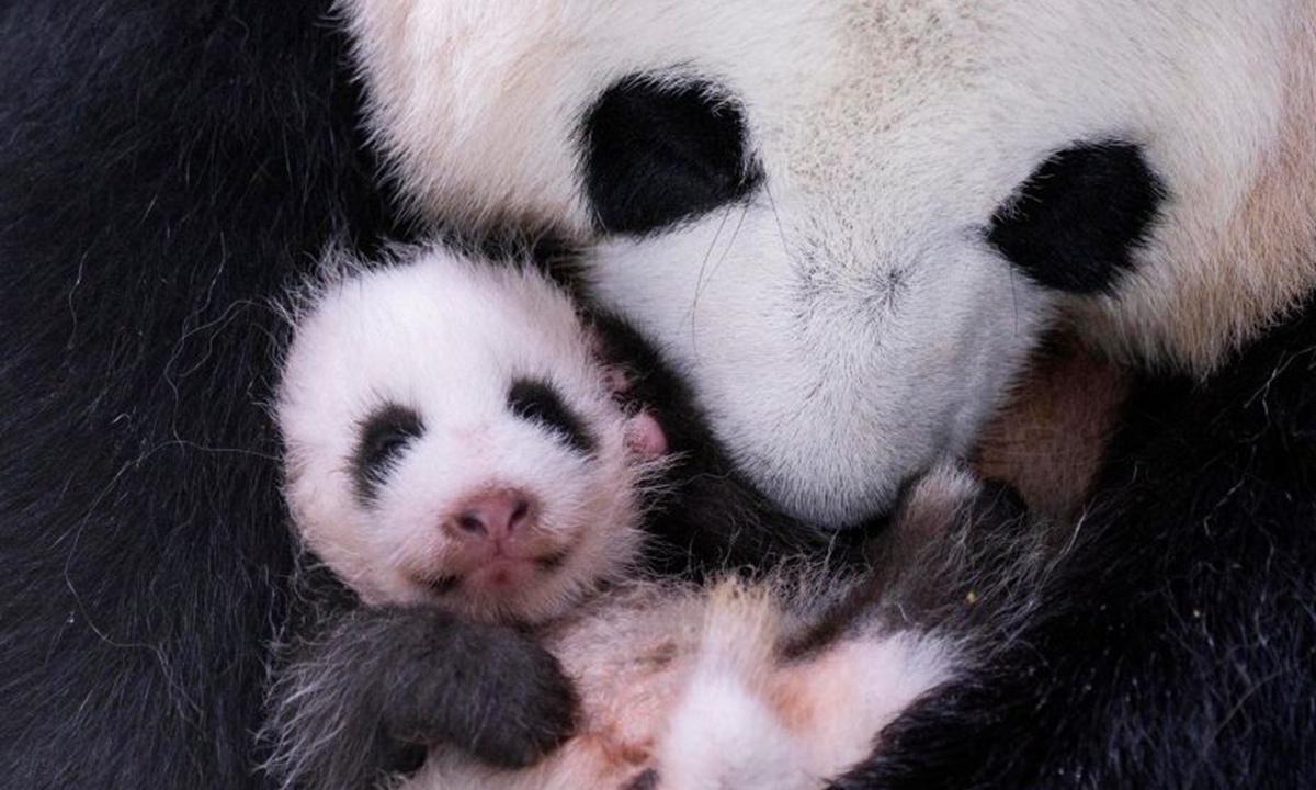 This photo released by Everland on July 23, 2026 shows a newborn giant panda cub in South Korea. Ai Bao, a female giant panda on loan from China, gave birth to a female cub on June 3. Photo: Xinhua