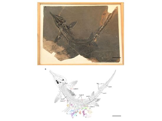 Chinese scientists find 11 embryos in 244-million-year-old ichthyosaur Mixosaurus fossil, giving clue to reproduction of ancient marine reptile