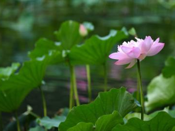 In pics: lotus flowers at Zizhuyuan Park in Beijing