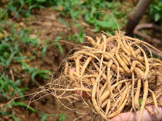 False starwort grows into thriving industry in SE China's Fujian
