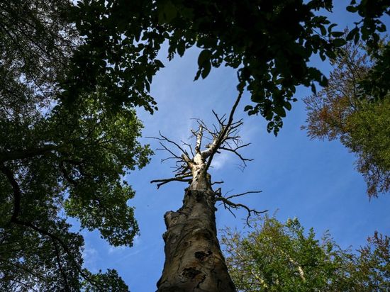 Germany reports record 15,800 heat-related deaths this summer
