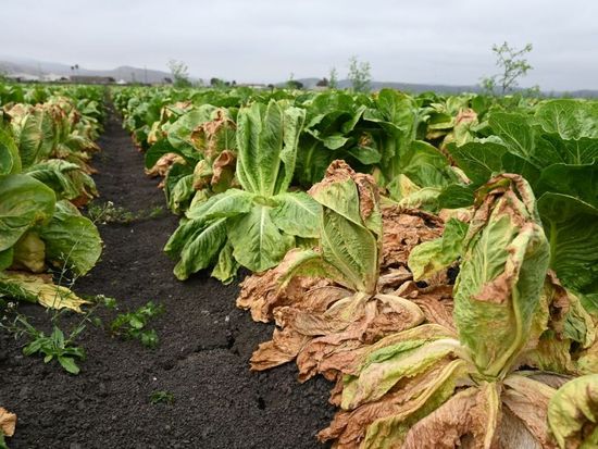 US multi-state Cyclospora outbreak linked to iceberg lettuce tops 11,000 cases
