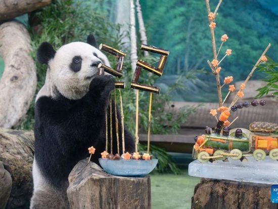 Giant panda Yuan Yuan celebrates 22nd birthday at Taipei Zoo