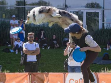 Dog frisbee competition held in Warsaw, Poland