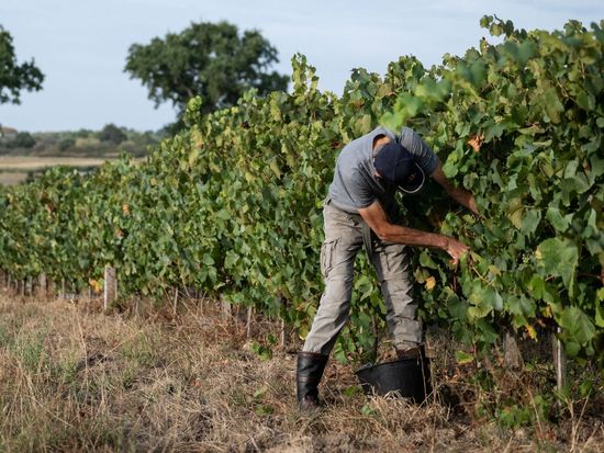 In France's north, winegrowers bet on a warmer future