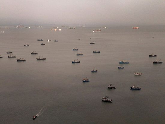 El Nino hammering Peru anchovy fishing: industry officials