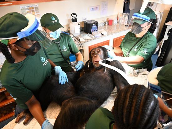 Chimpanzees once used for vaccine research get health checks as part of long-term care