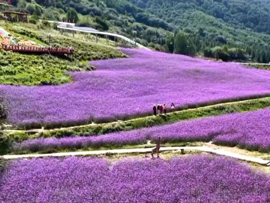 Purple blooms blanket China's Qinghai plateau