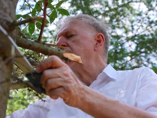 Austria is planting Lebanon cedars to save its drought-damaged forests