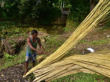 Jute fibres harvested in Assam, India