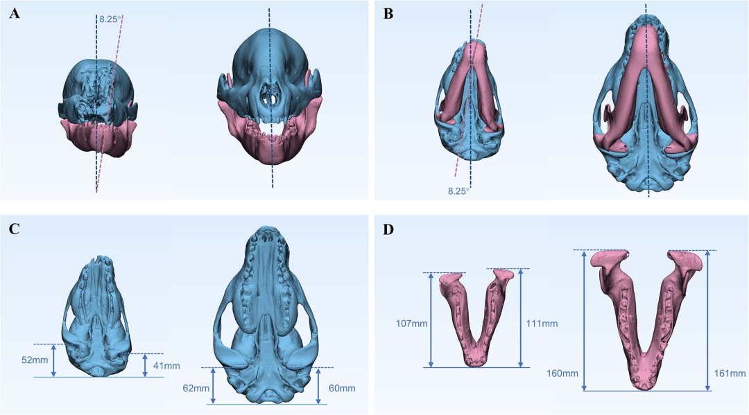 CT-based comparisons of giant panda Bei Xia's skull and jaw before and after orthodontic treatment show improved jaw alignment and symmetry. Graphic: WeChat account of China Medical Tribune's Stomatology Today