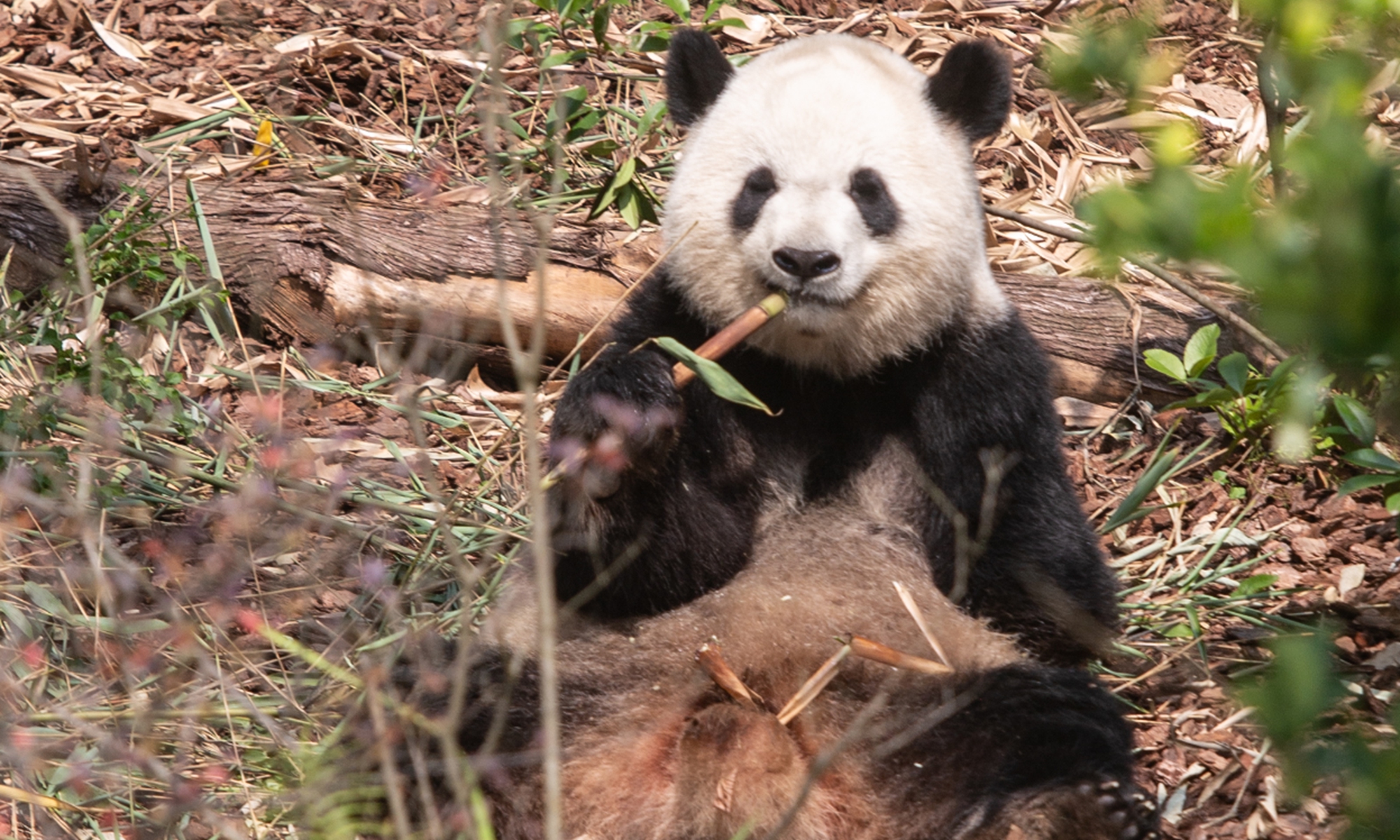 Giant panda Bei Xia Photo: Shan Jie/GT