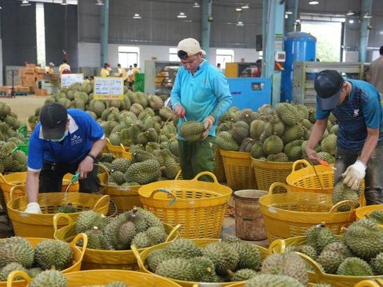 Durian offers new growth to Vietnam's coffee heartland