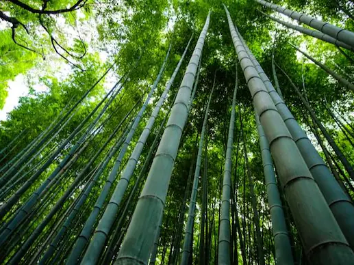 Myanmar marks World Bamboo Day in Nay Pyi Taw