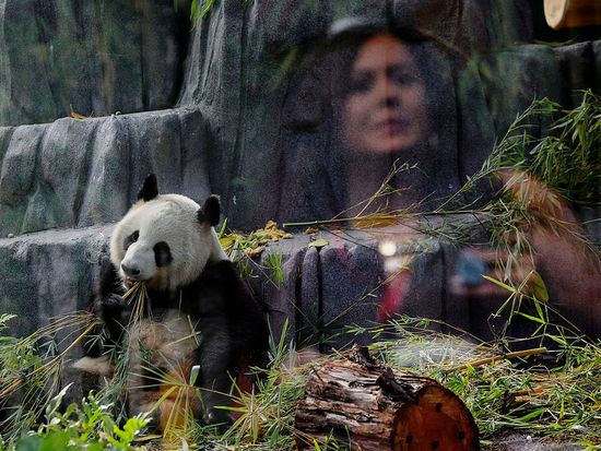 Where to find giant pandas in the United States