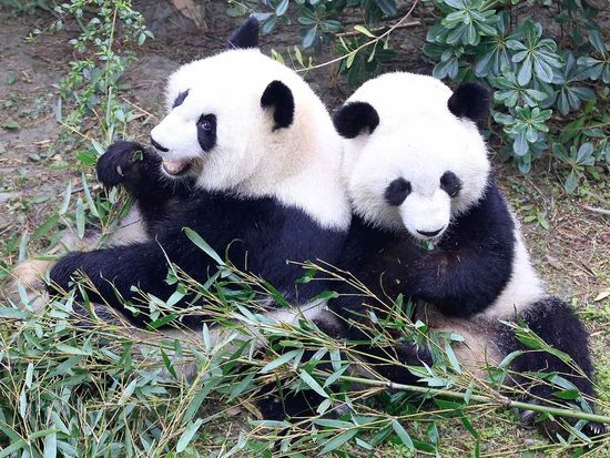 Two giant pandas set off from Chengdu for 10-year stay at Zoo Atlanta