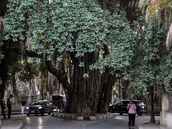 From ancient trees to new saplings, Egypt's green push takes root