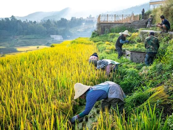 China expects bumper grain harvest for 2026