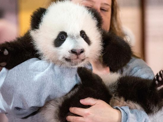America needs more 'panda huggers'