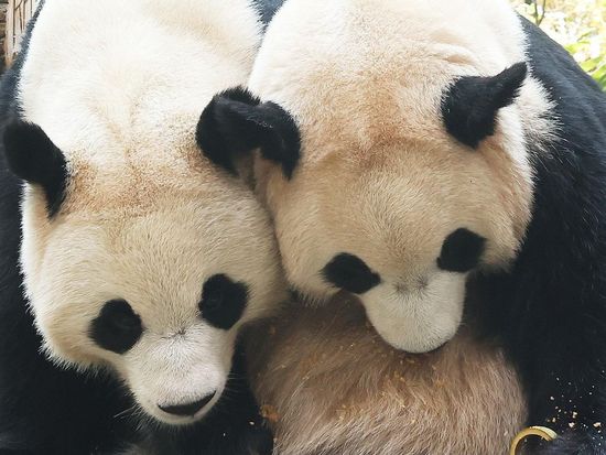 South Korea-born giant pandas scheduled to return to China in December