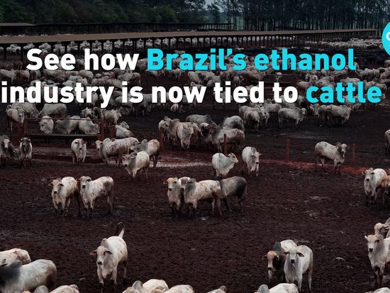 See how Brazil's ethanol industry is now tied to cattle