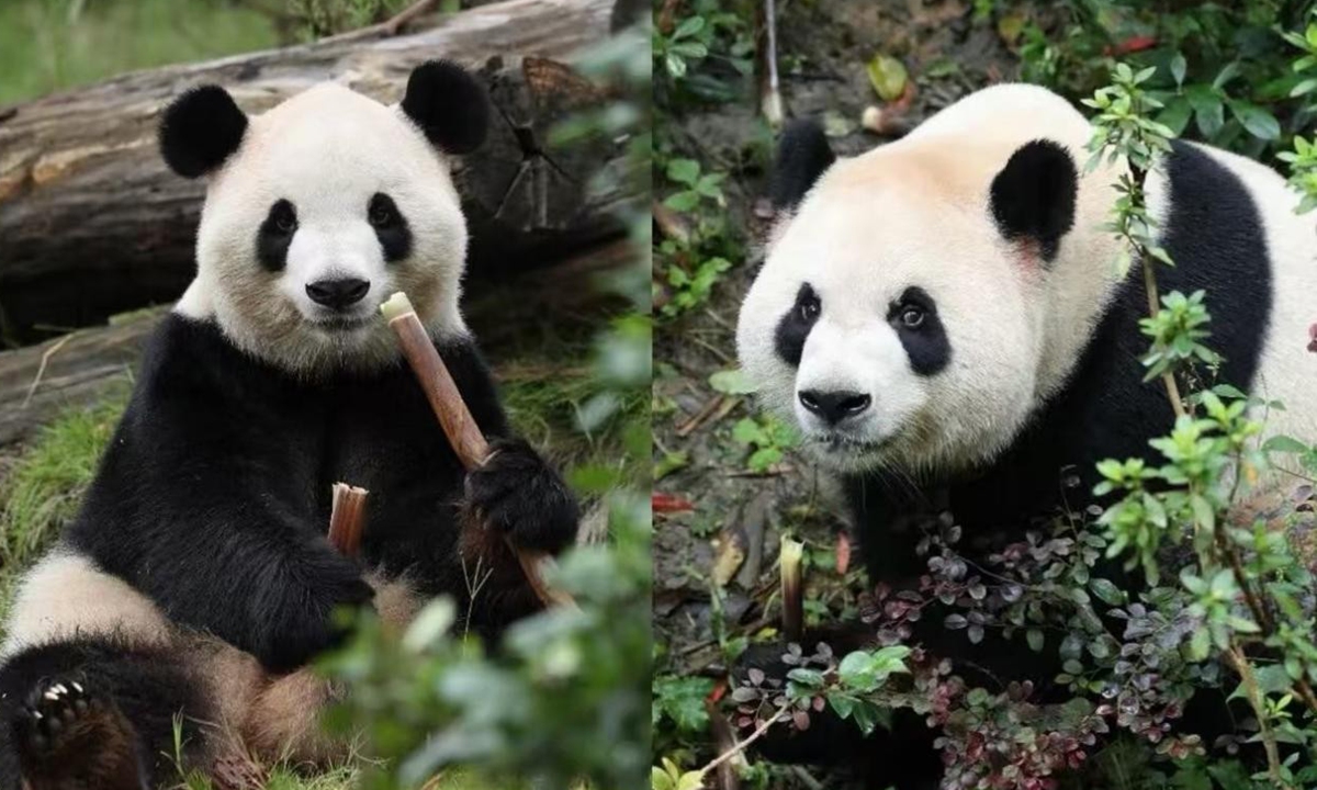 Giant panda Fu Shuang (left) and Ping Ping Photos: The China Wildlife Conservation Association
