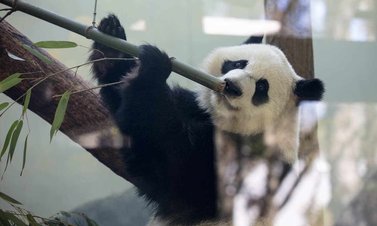 A giant panda enjoys bamboo at Zoo Atlanta in the US in February 2024. Photo: VCG