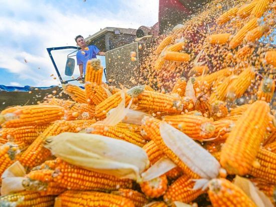 Autumn grain harvest in full swing across China