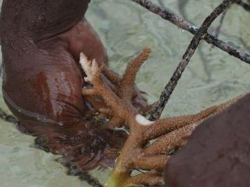 Feature: A Fijian village's fight to restore life beneath the waves
