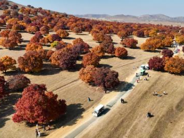 Maple-themed cultural tourism season kicks off in China's Inner Mongolia