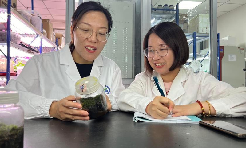 Li Xiaoshuang (L), a researcher at Xinjiang Institute of Ecology and Geography under the Chinese Academy of Sciences, discusses Syntrichia caninervis' extraordinary resilience under extreme environments with her student in Urumqi, northwest China's Xinjiang Uygur Autonomous Region, July 5, 2024. (Xinjiang Institute of Ecology and Geography under the Chinese Academy of Sciences/Handout via Xinhua)