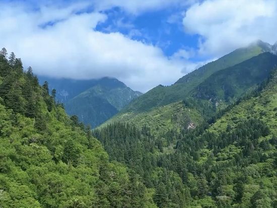 China's national park network yields fruitful results five years on