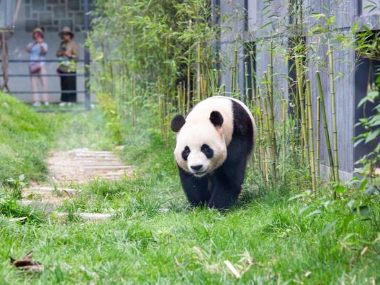 Panda conservation strengthens global ties